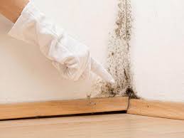 Why You Should Choose Our Mold Remediation Services in Bridgeville, DE